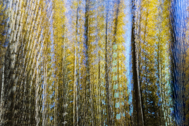 杨树在秋天颤抖的图片图片下载