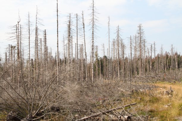 森林枯死图片下载