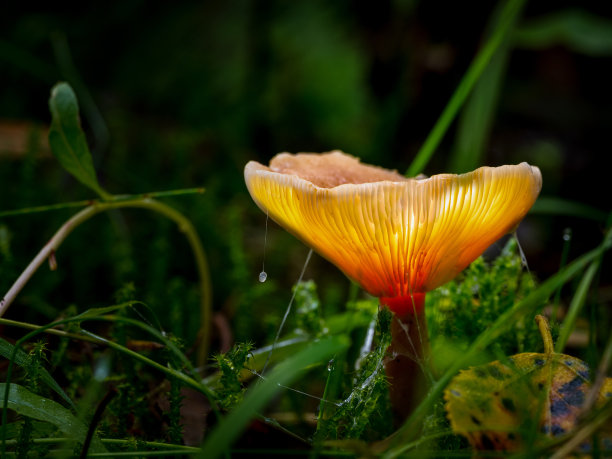 幻想魔法森林里发光的蘑菇。图片下载