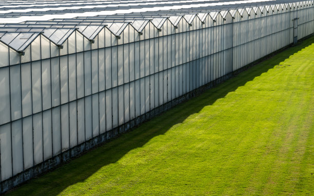 荷兰的大型现代温室综合体图片下载