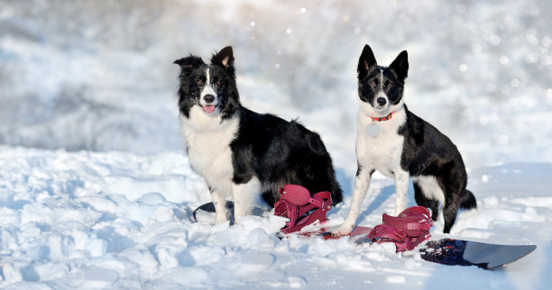 两只边境牧羊犬在下雪的公园里玩滑雪板图片下载