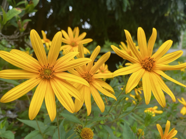 ratchabui花园的黄花图片下载
