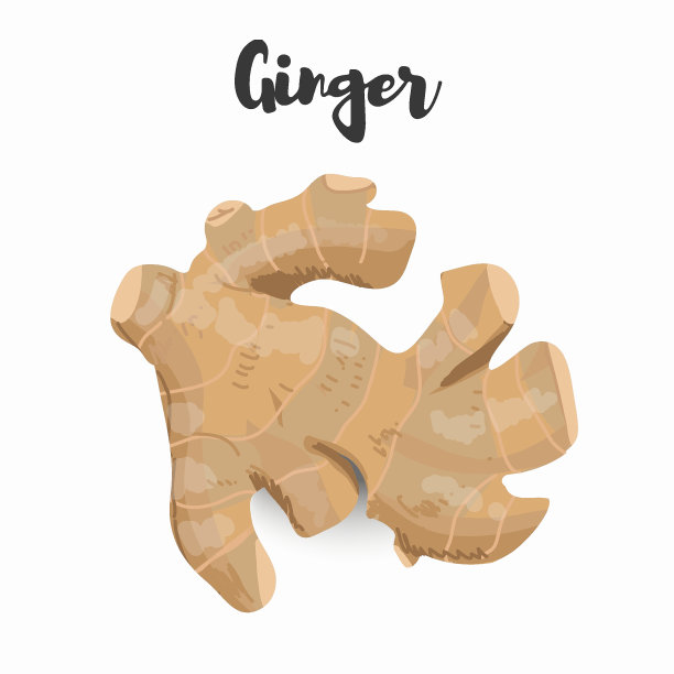 矢量插图姜，姜根。矢量手绘。植物插图。生态健康食品。超级食物。图片下载