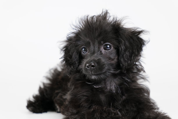 混血小狗躺着向前看图片下载