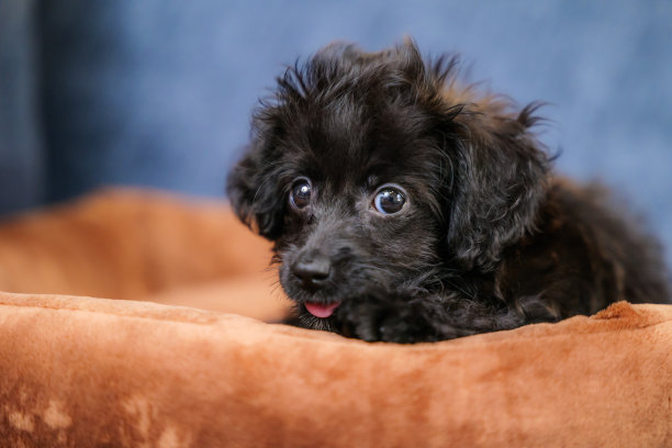 狗床上吐着舌头的杂种小狗图片下载