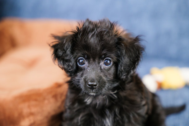 混血小狗坐着看镜头图片下载