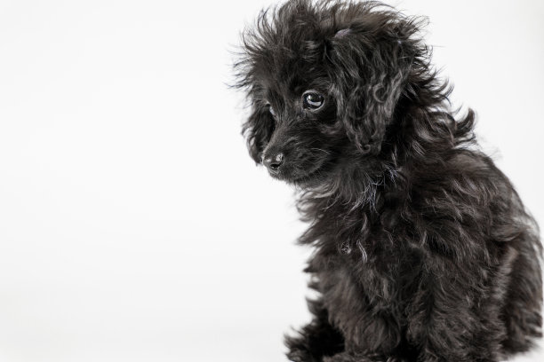 混血小狗坐着向前看图片下载