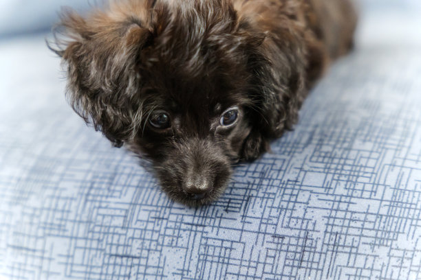 混血小狗盯着一个点图片下载