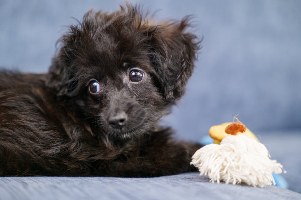 混种小狗躺着回头看图片下载