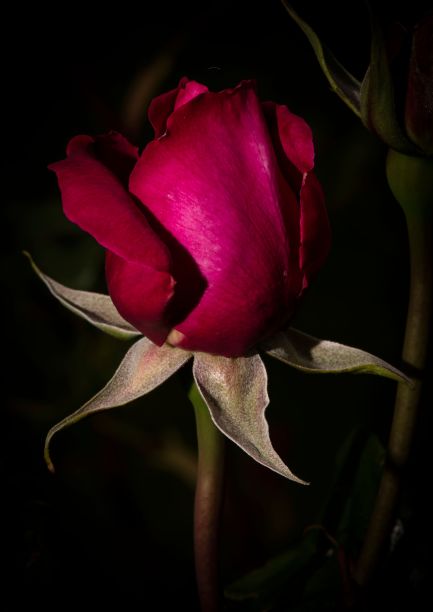 深绿色背景下的红玫瑰特写图片下载