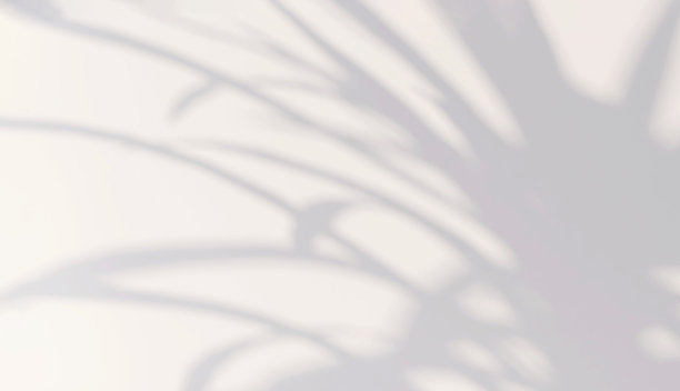 美丽柔和的斑纹光和植物叶影在最小的白色墙壁背景图片下载