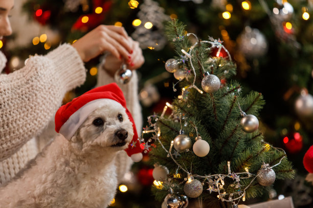年轻女子和狗狗在家里装饰圣诞树，享受圣诞时光图片下载