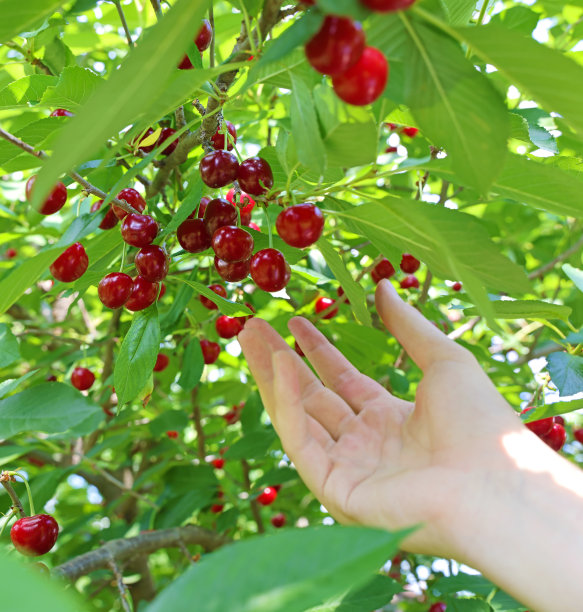 在果园里摘樱桃图片下载