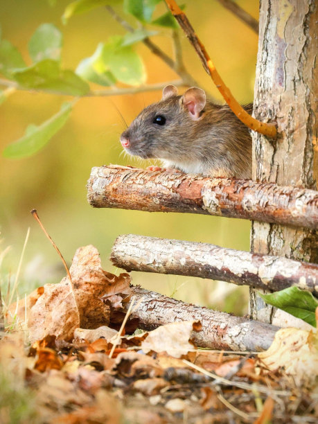 垂直拍摄一只可爱的小老鼠在森林的落叶中寻找食物图片下载