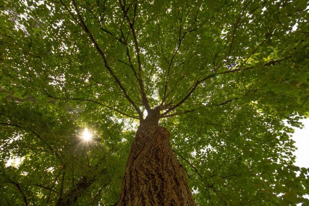 格鲁吉亚钦南达利公园里一棵枝繁枝茂的绿树的低角度拍摄图片下载