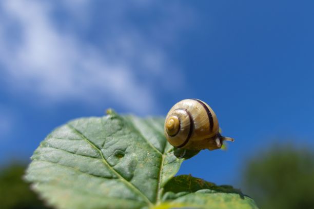 叶子上有黑色条纹的小蜗牛(腹足纲)的特写图片下载