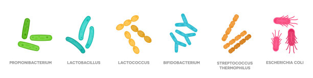 益生菌。细菌学。胃肠健康。双歧杆菌，乳酸菌，乳球菌，嗜热链球菌，丙酸杆菌。图片下载