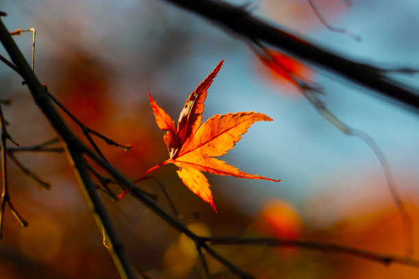 秋天，宏基的叶子开始变红。背光镜头显示叶脉，近景微距照片。图片下载