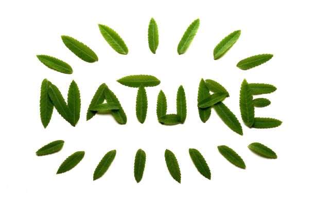 文字自然由白色背景上的绿色罗文叶制成图片下载