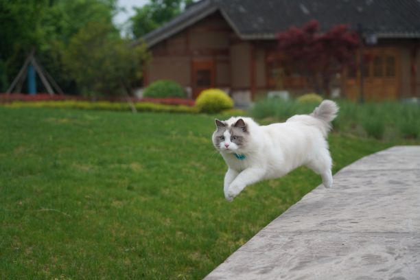 一只白色毛茸茸的猫在空中跳跃的特写镜头图片下载