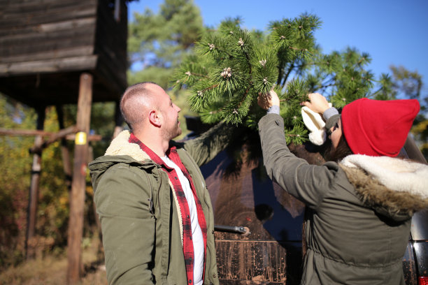 携带树的库存照片图片下载