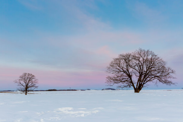 黄昏时分，北海道的日本榆树带着雪图片下载