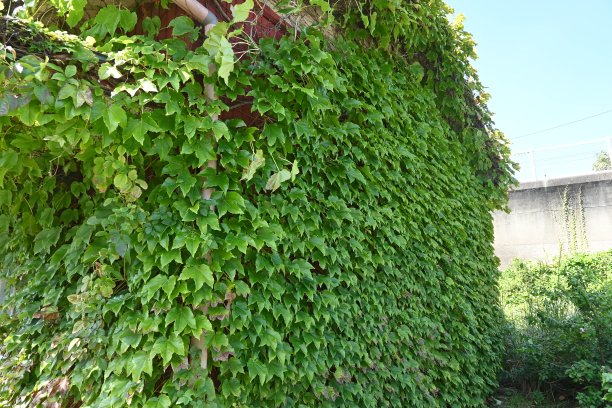 一览长满常春藤的废弃小屋图片下载