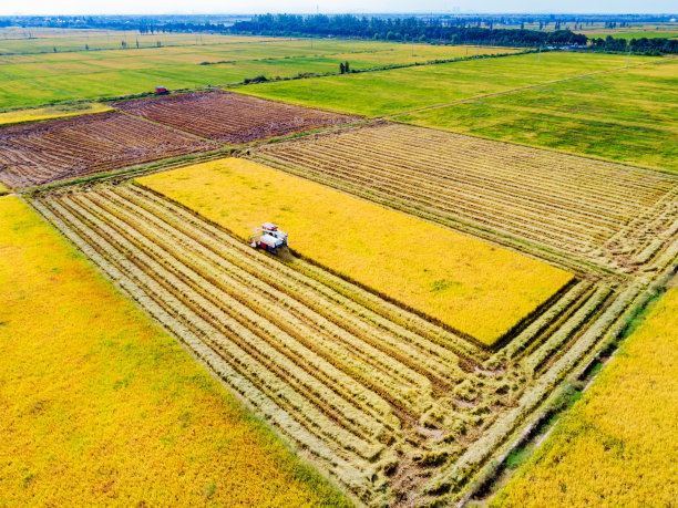 航拍的农业机械在稻田收割水稻图片下载