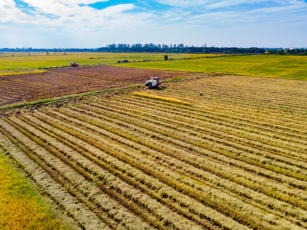 航拍的农业机械在稻田收割水稻图片下载