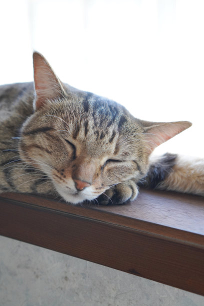 猫在房子里睡觉图片下载