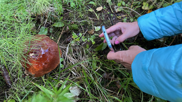 拿着手机的手给蘑菇拍照图片下载