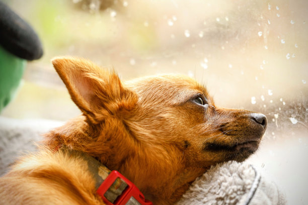 侧视图一个可爱的吉娃娃小狗看着窗外覆盖着雨滴与悲伤的眼睛图片下载