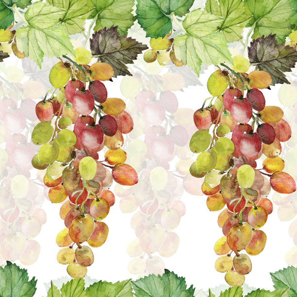 葡萄的水彩画图案。图片下载