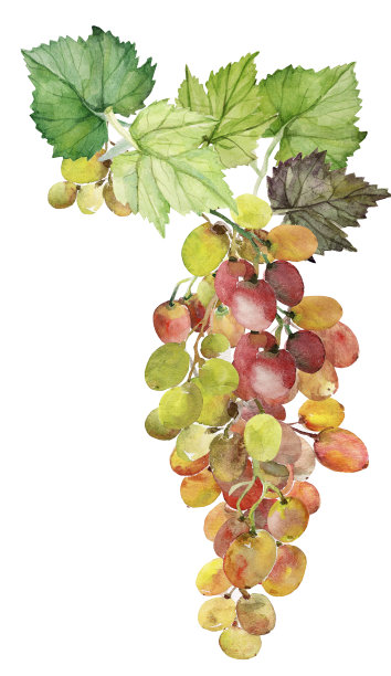 葡萄的水彩画图案。图片下载