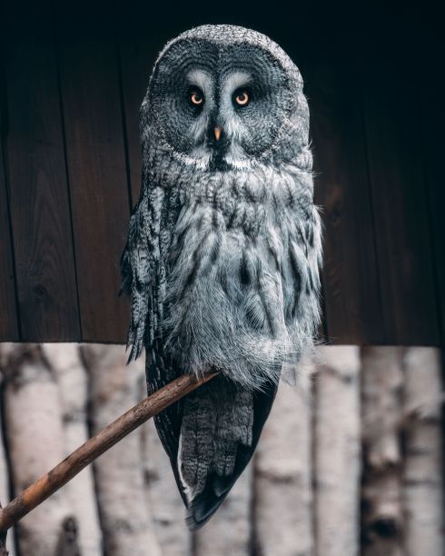 垂直特写镜头的大灰色猫头鹰坐在树枝上的木制谷仓背景图片下载