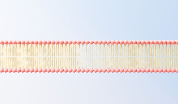 3d渲染细胞膜磷脂双分子层。层的分子。基因的表达。核苷酸数据库。教育的流动镶嵌模型。人类的基因。质膜结构。图片下载