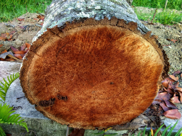 一大块木头，想做工艺品图片下载