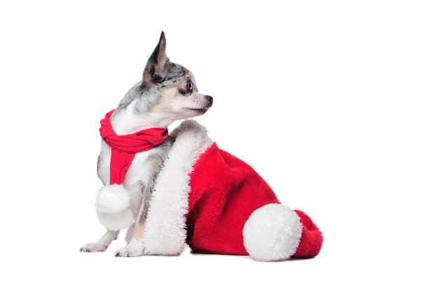 戴着圣诞帽的小狗回头看白色背景图片下载