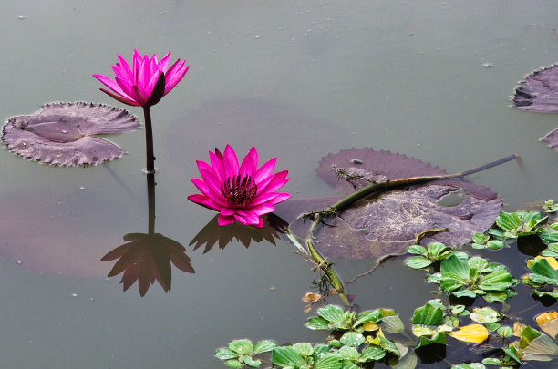 荷花在池塘里绽放着光彩。高质量的照片图片下载