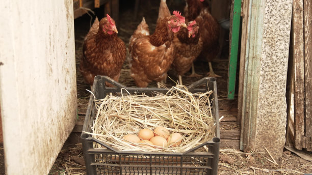 红母鸡在鸡窝附近，鸡笼里有鸡蛋。图片下载