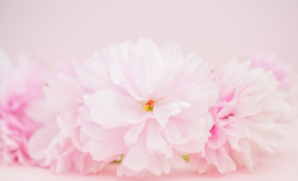 粉色樱花背景图片下载