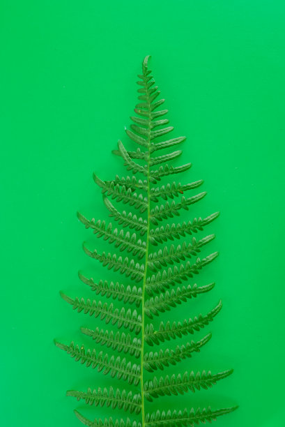 背景上的绿色蕨类叶子的孤立的装饰图片下载