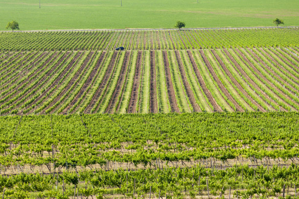 从捷克共和国南摩拉维亚的瞭望塔俯瞰Velke Pavlovice附近的春季葡萄园图片下载
