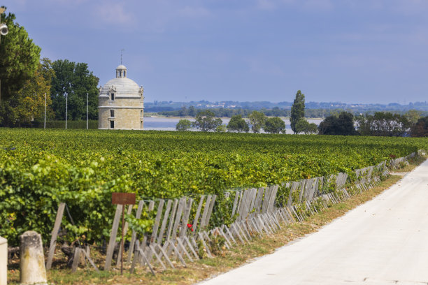 典型的葡萄园附近的Chateau Latour，波尔多，阿基坦，法国图片下载