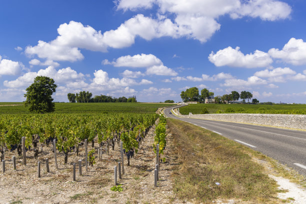 典型的葡萄园附近的Chateau Latour，波尔多，阿基坦，法国图片下载