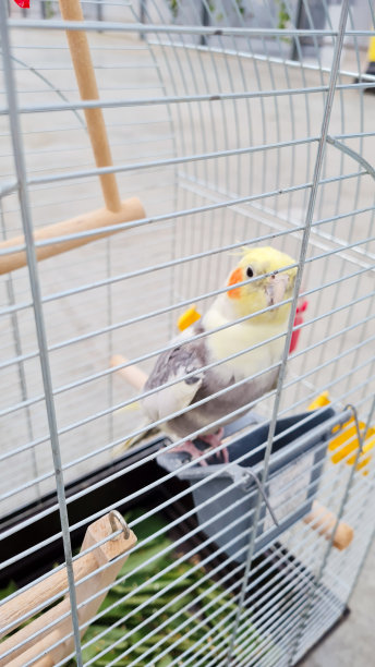 笼子里的鹦鹉特写图片下载