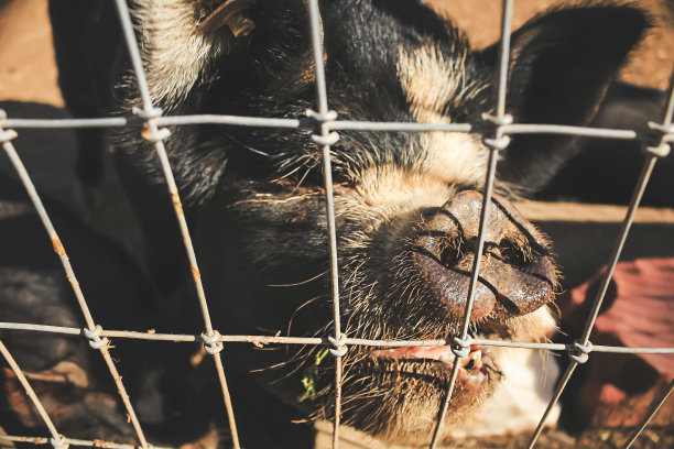 栅栏旁的农场猪图片下载