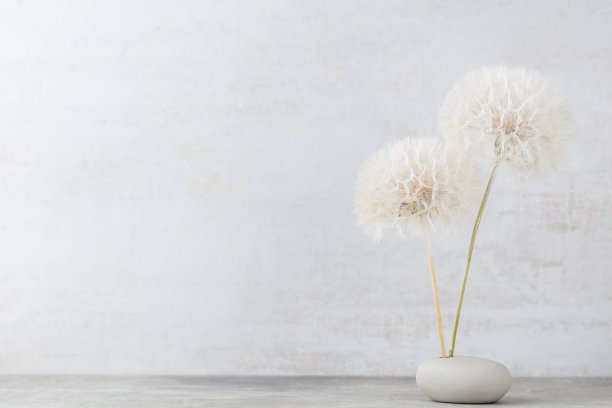 一束蓬松的蒲公英在花瓶上的光背景。图片下载