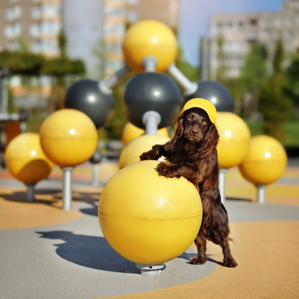 操场上一只棕色的西班牙猎犬用后腿站立图片下载