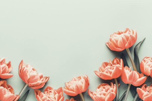 春暖花开，郁金香以柔和的色彩为背景。怀旧复古的风格。图片下载